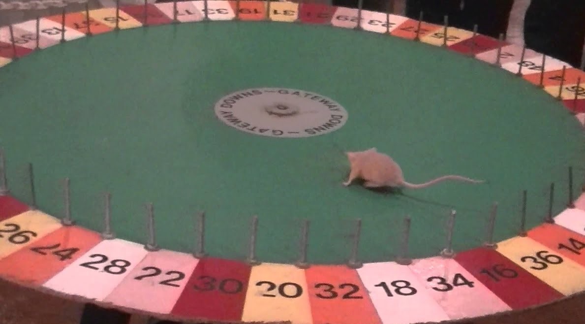 A small mouse on a rodent Roulette wheel - one of the strangest gambling games.